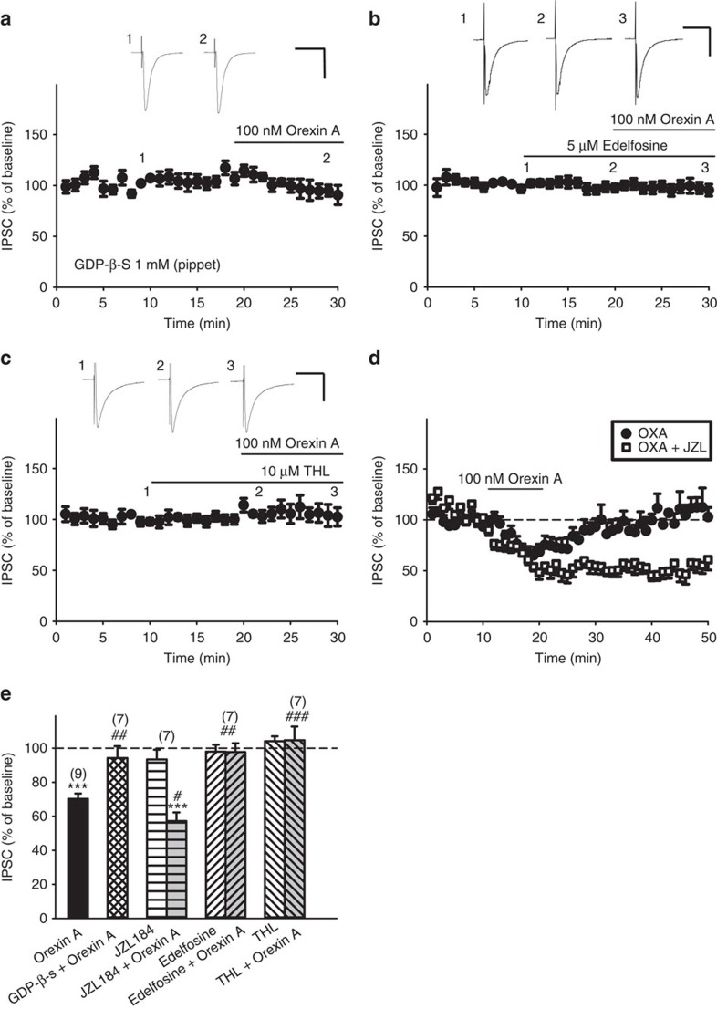 Orexin A-induced IPSC depression was prevented by inhibitors of G-proteins, PLCβ or DAGL, and was enhanced by a MAGL inhibitor.(a–c) The time course of the effect of orexin A on IPSC amplitude in slices pretreated with (a) GDP-β-S, a non-selective G protein inhibitor that was applied intracellularly through the patch pipette, (b) edelfosine (a PLCβ inhibitor) or (c) THL (a DAGL inhibitor). Scale bars, 50 ms, and (a) 400 pA, (b) 100 pA and (c) 200 pA. (d) The time course of the effect of orexin A on IPSC amplitudes alone (filled circles) or in the presence of 1 μM JZL184 (open squares), a selective inhibitor of MAGL, which is the major catabolic enzyme of 2-AG. (e) Summarized effects of orexin A on IPSC amplitude in the absence (n=9, black bar) or presence of 1 mM GDP-β-S (hatched bar; n=7, P=0.005 ; t(14)=−3.378), 5 μM edelfosine (right slashed grey bar; n=7, P=0.038; t(14)=2.286), 10 μM THL (left slashed grey bar; n=7, P<0.001 ; t(14)=−4.755) or 1 μM JZL184 (horizontal-lined bar; n=7, P<0.001 ; t(14)=−4.382), and the effect of the inhibitor alone (left or right slashed bar). ***P<0.001 (one sample t-test); #P<0.05, ##P<0.01, ###P<0.001 versus the group treated with orexin A alone (Student's t-test). Data are expressed as mean±s.e.m.