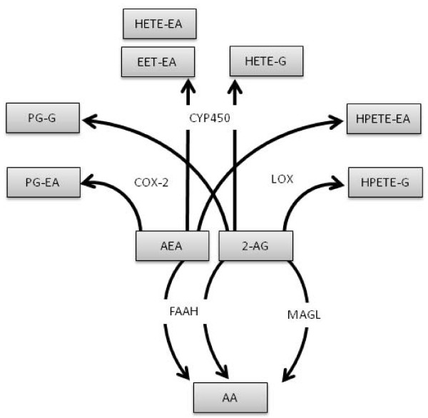 Proposed metabolic pathways for the breakdown of AEA and 2-AG via hydrolase and oxygenase pathways.
