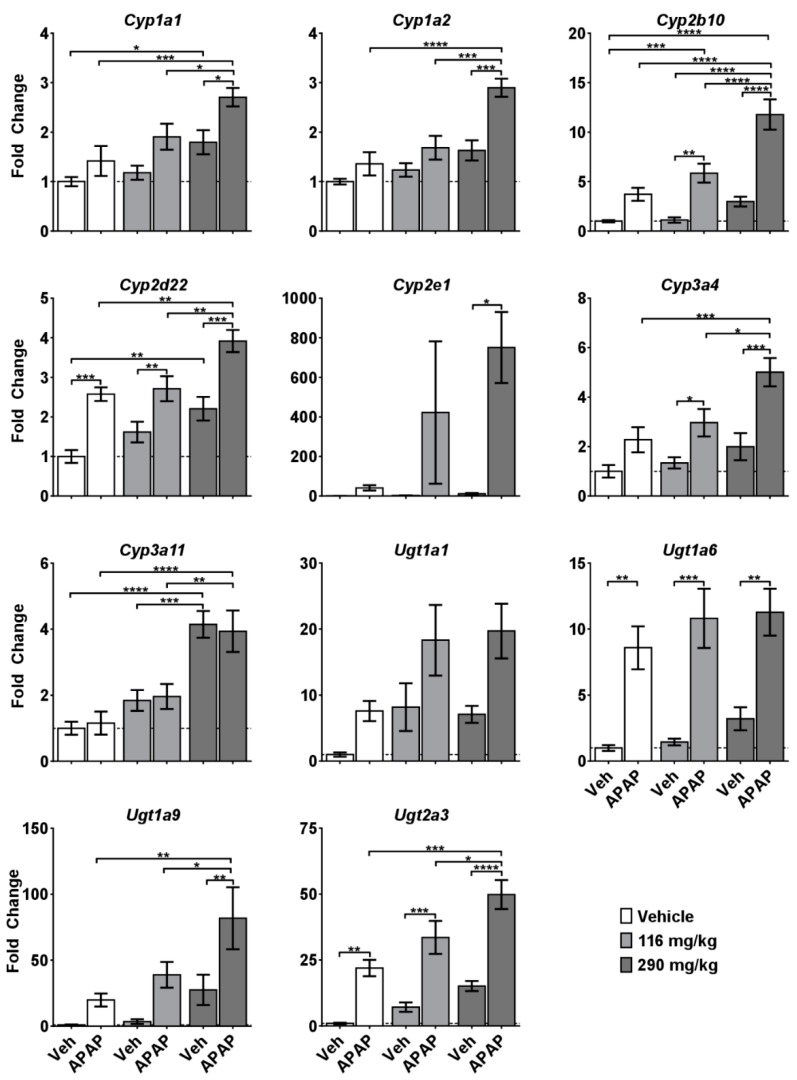Effects of CRCE/APAP co-administration on intrahepatic expression of cytochrome P450s and UDP-glucuronosyltransferases. Livers were collected 5 h after APAP administration and gene expression was measured using the quantitative real-time (qRT) PCR. Veh (n = 7); Veh + APAP (n = 7); 116 mg/kg CBD (n = 7); 116 mg/kg CBD + APAP (n = 7); 290 mg/kg CBD (n = 8); 290 mg/kg CBD + APAP (n = 8). Data presented as mean ± SEM fold changed from vehicle (* p < 0.05; ** p < 0.01; *** p < 0.001; and **** p < 0.0001). The following genes were changed significantly with either CBD or APAP, but the two-way ANOVA did not yield any significant comparisons: Cyp2d22 (APAP, p = 0.0016), Ugt1a1 (CBD, p = 0.0186; APAP, p = 0.0255), Ugt1a6 (CBD, p = 0.0222), and Ugt1a9 (APAP, p = 0.0026).