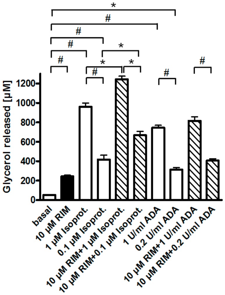Effect of Rimonabant on the isoproterenol- and adenosine deaminase (ADA)-induced adipocyte lipolysis. Primary rat adipocytes were incubated (3 h, 37 °C) with half-maximally or maximally effective concentrations of isoproterenol (0.1, 1 µM) or ADA (0.2, 1 U/mL) or vehicle (basal) in the absence (open and filled bars) or presence (hatched bars) of Rimonabant (final concentration 10 µM). The concentration of glycerol released into the incubation medium was assayed. Mean ± SD of incubations in quadruplicate and measurements in duplicate. * p ≤ 0.05, # p ≤ 0.01; no significant differences for ADA between absence and presence of Rimonabant.