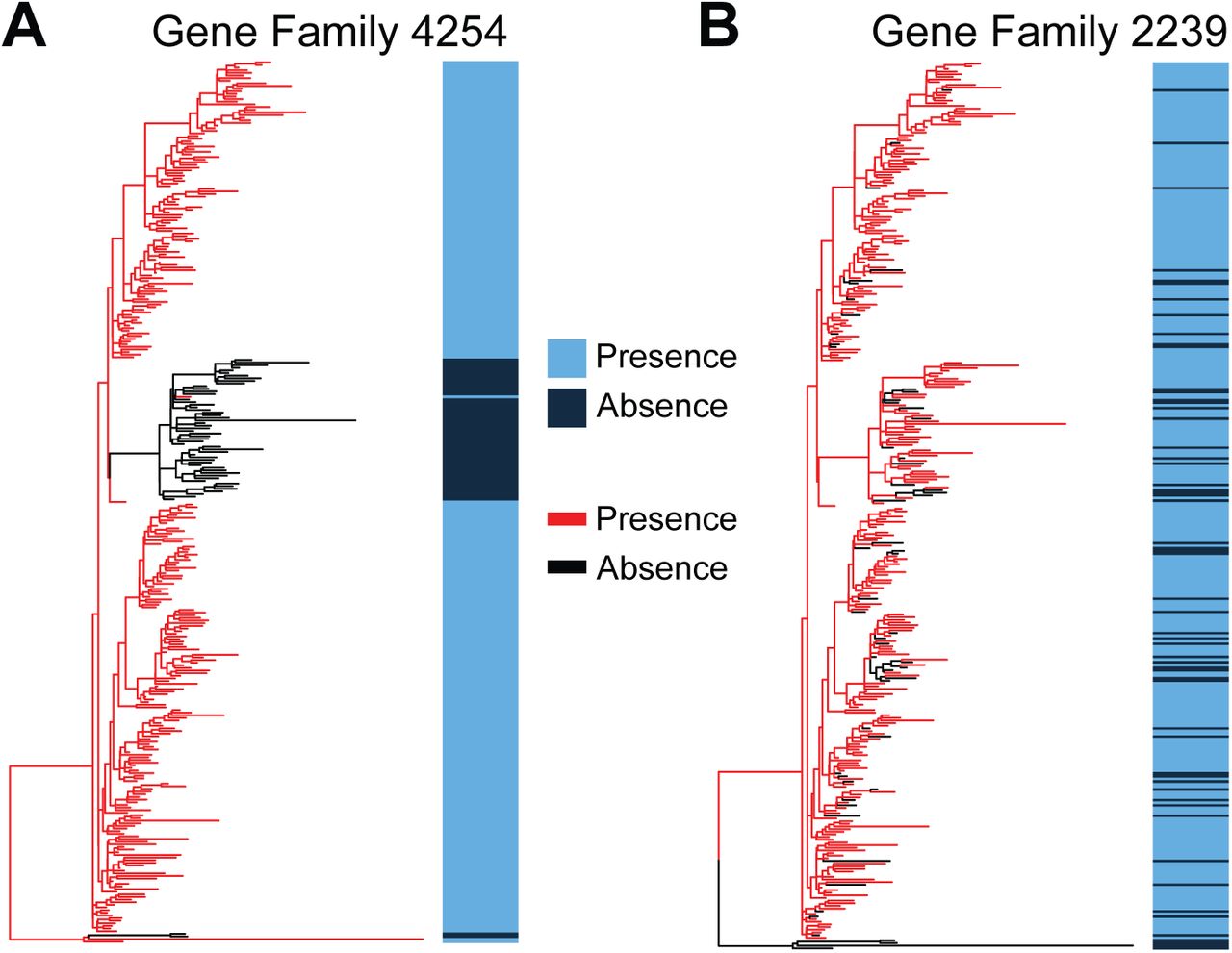 Ancestral state reconstruction. a, Representative example of a validated accessory gene from Clade I that shows a strong phylogenetic signal. Most gene loss events cluster tightly on the tree. A total of 55 isolate genomes lack this gene family. b, Representative example of a validated accessory gene from Clade I that shows a near-random distribution of gene loss events when compared to the phylogenetic tree. Despite the difference in distribution compared to panel A, nearly the same number of isolates lack this gene family (58).