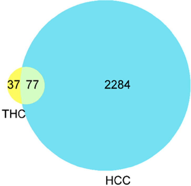 Wayne diagram of tetrahydrocurcumin and hepatocellular carcinoma targets. THC: Tetrahydrocurcumin; HCC: Hepatocellular carcinoma.