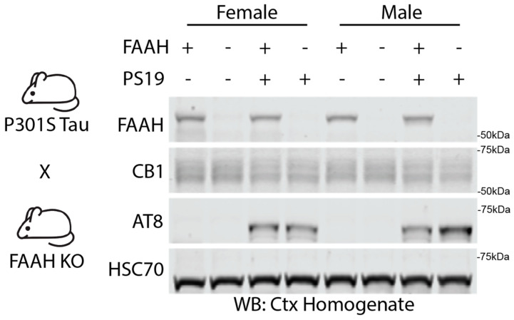 Validation of PS19/FAAH KO. Western blot analysis of cortical homogenate samples showing FAAH, CB1, and AT8 in FAAH+/−, FAAH−/−, FAAH+/−/PS19, and FAAH−/−/PS19 mice at 9 months.