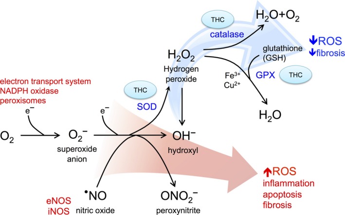Summary of pathways by which tetrahydrocurcumin (THC) decreases oxidative stress and renal fibrosis. There is heightened oxidative stress in CKD and transfer of electrons by mitochondrial, peroxisomes, nicotinamide adenine dinucleotide phosphate (NADPH), and nitric oxide synthase (NOS, inducible iNOS and endothelial eNOS) reduction pathways results in generation of damaging reactive oxygen species (ROS) including superoxide, nitric oxide, peroxynitrite, and hydroxyl ions. This oxidative stress promotes inflammation, cell death, and fibrosis. THC restores expression of antioxidant (scavenging) proteins including superoxide dismutase (SOD), catalase, and glutathione peroxidase (GPX) to decrease levels of ROS, thus decreasing downstream fibrosis