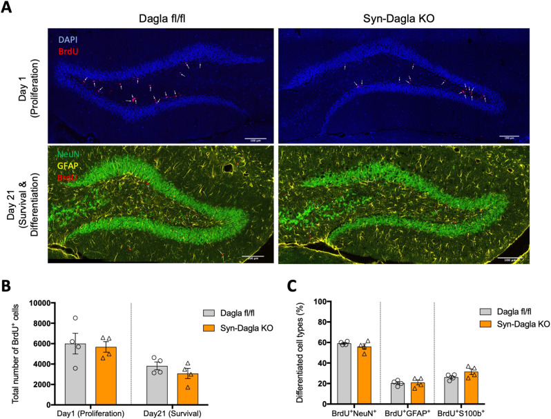 Adult hippocampal neurogenesis is not altered in Syn-Dagla KO mice. (A) Representative immunohistochemistry stainings of Syn-Dagla KO and control mice. Syn-Dagla KO mice show similar number of BrdU-positive cells (red) 1 day after the last injection. 21 days after BrdU injections, the number of BrdU positive cells does not differ between Syn-Dagla KO mice and controls. Additionally, brains were stained with an astrocytic marker GFAP (yellow) and a neuronal marker NeuN (green) to investigate differentiation, which was unchanged (scale bar: 100 µm). (B) The number of BrdU-positive cells in dentate gyrus of Syn-Dagla KO mice was similar to controls, one and 21 days after BrdU injections. (C) Differentiation of progenitor cells in dentate gyrus of Syn-Dagla KO mice. BrdU-positive cells were analyzed for co-expression of neuronal marker NeuN and astrocytic markers GFAP and S100beta. Values represent mean ± SEM; n = 4 animals/group, 6 analyzed pictures/animal. Student’s t-test.