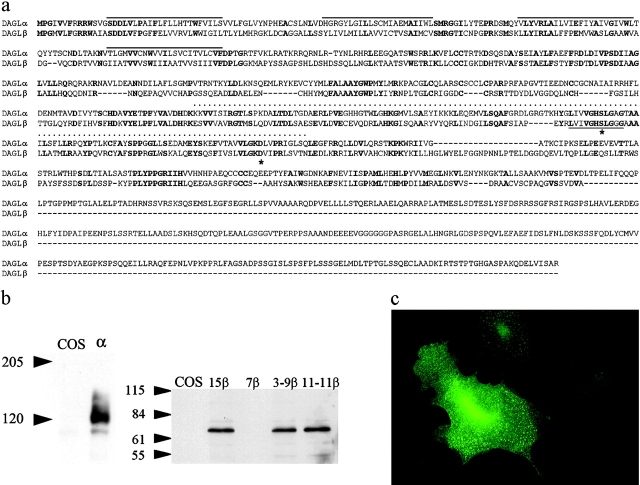 Characterization and expression of the novel genes. An alignment between the human α (gi|20521123) and β (gi|21040277) gene products is shown in panel a. The four putative transmembrane domains, the serine lipase motif, and the lipase 3 motif are highlighted by lines above the sequence, a dotted line, and a line below the sequence, respectively. Mutated amino acids are denoted with an asterisk. A Western blot analysis (with molecular mass markers in kD) of control and transfected COS cells expressing the α and β gene products, including the mutated clones, is shown in panel b. The localization of the α transgene in transfected COS cells is shown in panel c.