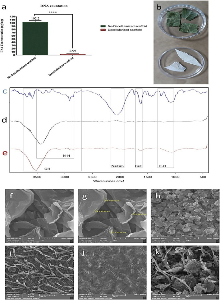 Panel a shows a bar graph comparing DNA concentration in non-decellularized and decellularized plant scaffolds, indicating significantly reduced DNA in decellularized samples. Panel b presents a photo of green plant leaves above bleached white leaves in petri dishes. Panels c, d, and e display FTIR spectra with labeled peaks for functional groups across different wavenumbers. Panels f and g exhibit scanning electron microscope (SEM) images of scaffold surfaces with textural details and measurements in nanometers; panel h shows a different SEM surface texture. Panels i, j, and k present additional SEM images highlighting distinct microstructural features on scaffold surfaces.