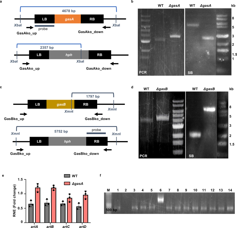 Deletion of gasA and expression analysis.(a) Scheme of the deletion strategy of gasA. (b) Confirmation of gasA deletion by PCR and Southern blot. The fragments after digestion of the genomic DNA with XbaI and the probe are indicated in (a). PCR gel picture and blot are representative of three independent repeats. (c) Scheme of the deletion strategy of gasB. (d) Confirmation of gasB deletion by PCR and Southern blot. The expected fragments and the probe are indicated in (c). PCR gel picture and blot are representative of three independent repeats. (e) The expression changes of the artA-gene cluster in nematode-induced hyphae of WT and the gasA-deletion strain compared with un−induced hyphae. RT–qPCR results are displayed as fold change. Bars and error bars indicate means ± s.d. of three biological replicates. The gamma actin orthologue DFL_002353 was used for normalization. (f) Confirmation of gprC re−complemented strains by RT–PCR and the amplified fragments of 374 bp showing the expression of various versions of mutated gprC genes. Strains are from left to right: (1) WT, (2) gprC mutant, (3) gprC re-complemented strain and the chimeric protein re-complemented strains (4) SRBC64-gprC-re, (5) SRBC64N2.60A-gprC-re, (6) full length SRBC66-re with an unspecific band, (7) SRBC66-gprC-re, (8) DAF37-gprC-re, (9) DAF38-gprC-re, (10) Octr-1-gprC-re, and (11) mutated gprCR6.45A-re, (12) gprCS2.41A-re, (13) gprCN2.57A-re and (14) gprCN2.53A-re. The PCR gel picture is representative of three independent repeats.