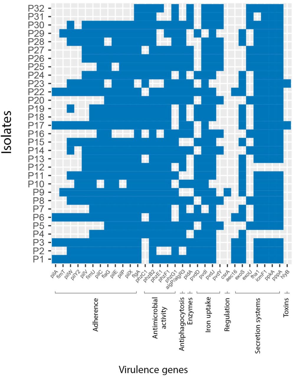 Prevalence of virulence factors (<100 % presence) predicted to be encoded within the genomes of the 31 P. aeruginosa isolates using the VFDB.Adherence: pilA, fimT, pilY2, pilW, pilV, fimU, pilC, flaG, pilE, pilP, pilX, flgA. Antimicrobial activity: phzC1, phzG1F1, phzB2. Antiphagocytosis: algP/algR3. Enzymes: pldA. Iron uptake: pvdY, pvdD, pvdJ, pvdI. Regulation: csrA. Secretion systems: aec16, exoU, exoS, fha1, icmF1, ppkA, pppA. Toxins: hlyB.