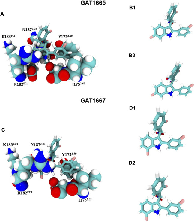 GAT1665 and GAT1667 bind to a putative PAM site. (A) GAT1665 main interactions and the amino acid residues of the binding pocket displayed in pink in Figure 6. The conformation of GAT1665 before it binds to hCB1R (B1) and then the conformation of GAT1665 after it binds to hCB1R (B2). (C) GAT1667 main interactions and the amino acid residues of the binding pocket displayed in pink in Figure 6. The conformation of GAT1667 before it binds to hCB1R (D1) and then the conformation of GAT1667 after it binds to hCB1R (D2).