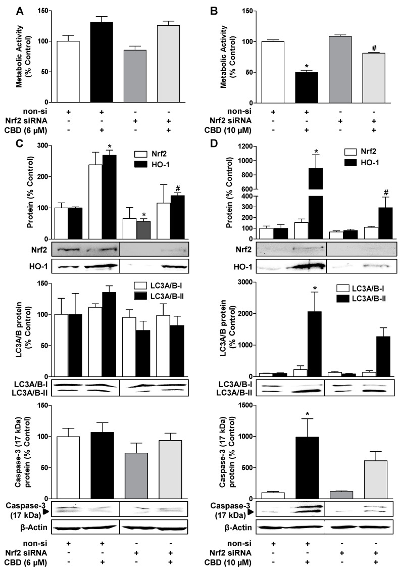 Inhibition of HO-1 expression by nuclear factor erythroid 2-related factor 2 (Nrf2) siRNA reduces CBD-induced autophagy and attenuates the loss of viability by 10 µM CBD. Effect of Nrf2 siRNA compared to non-silencing (non-si) control siRNA on CBD effects on viability (A,B), Nrf2 and HO-1 expression (C,D, upper blots), LC3A/B-I/II expression (C,D, middle blots), and caspase-3 cleavage (C,D, lower blots) in HUVEC. The cells were transfected with selective Nrf2 siRNA or non-silencing siRNA. Subsequently, vehicle, 6 µM CBD (A,C), or 10 µM CBD (B,D) was added, and the incubation was continued for another 24 h. Expression values were normalized to β-actin. The vertical black lines inside the boxes of the blots indicate that the blots were rearranged at these points, so here too, signals from protein samples loaded onto the same gel were compared. The actin blots shown in (C) and (D) were used as controls for the 4 blots shown above, since the proteins analyzed in these Western blottings were resolved on the same gel. Values are means ± SEM of n = 4 (A,B), n = 3 (C, upper blots, Nrf2), n = 5 (C, upper blots, HO-1), n = 4 (C, middle and lower blots, D, upper blots, Nrf2) or n = 7 (D, upper blots, HO-1, middle and lower blots) experiments. The values for blots were determined by densitometric analysis. Representative blots are shown. * p < 0.05 vs. corresponding vehicle control, # p < 0.05 non-si siRNA group vs. corresponding Nrf2 siRNA group; one-way ANOVA with Bonferroni´s post hoc test.
