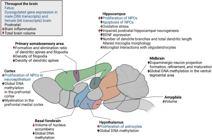 The changes in the offspring brain induced by mHFD in a mouse model. Increase, upward red arrow; decrease, downward black arrow; fetal, text in blue; postnatal, text in black. NPCs, neural progenitor cells; BDNF, brain-derived neurotrophic factor.