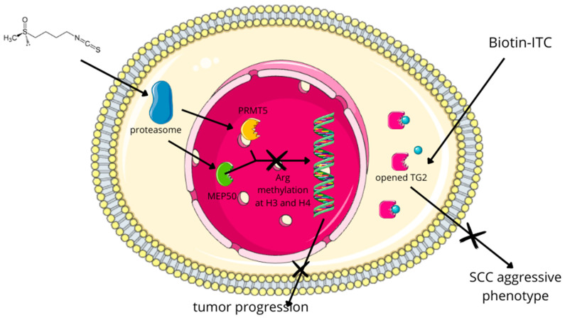 In SCC, exposure to SFN hinders cancer progression and in vivo metastasis by diminishing arginine methylation at histone 3 (H3). This reduction involves SFN-induced proteasomal degradation of arginine N-methyltransferase 5 (PRMT5) and methylosome protein 50 (MEP50). Both enzymes are responsible for arginine methylation at H3 and H4, respectively, leading to decreased levels of dimethylated arginine 3 at H4 (H4R3me2) [193]. Moreover, using a biotin-tagged SFN analog (Biotin-ITC) and kinetic analysis, it was showed that SFN covalently binds to recombinant type 2 transglutaminase (TG2), irreversibly inhibiting its transamidase activity. This induces an open/extended conformation and partially inhibits GTP binding, which is crucial for maintaining the aggressive SCC phenotype [194].