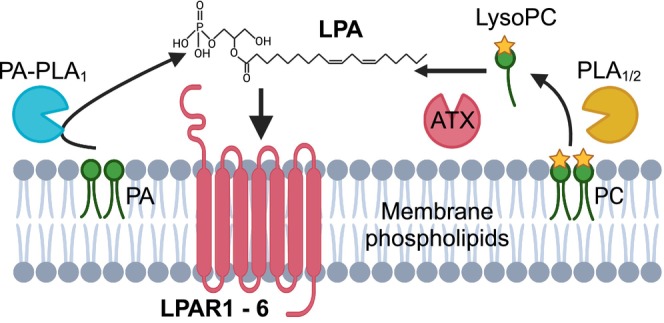Lysophosphatidic acid (LPA) pathway. LPA is majorly synthesized by either PA‐PLA1 or autotaxin (ATX), activating GPCRs named LPAR1‐6. LysoPC, Lysophospatidyl choline; PA, Phosphatidic acid; PC, Phosphatidylcholine; PLA1/2, Phospholipase A1/2. The star icons represent choline. The image was prepared by Biorender.com.