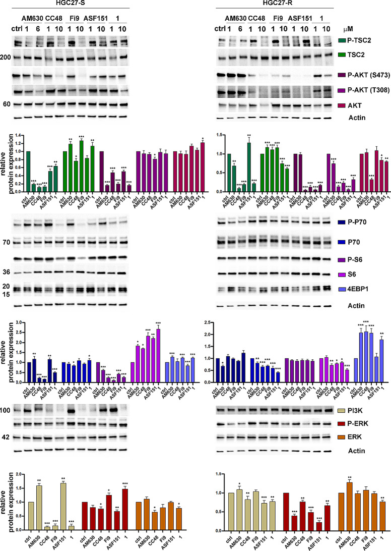 Western blot analysis of the expression and activation levels of key proteins involved in cell proliferation. Representative western blotting analyses performed in HGC27-S/R and statistical charts reporting the results from three independent experiments expressed as means ± SD. The expression of the phosphorylated and/or total forms of TSC2, AKT, p70, S6, 4EBP1, PI3K, and ERK1/2 after 48 h of treatment with the compounds AM630, CC48, Fi9, ASF151 and 1. The expression levels of each of the investigated proteins were normalized to the actin level, *p < 0.05; **p < 0.01; ***p < 0.001