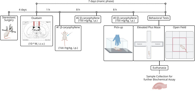 Timeline of the experimental design used to evaluate the effects of BCP on behavioral and biochemical changes in OUA-induced model of mania. After OUA injection (10− 3 M), BCP (100 mg/kg, i.p.) was administered at 1, 8, and 16 h after OUA injection. Behavioral tests occurred seven days later, followed by hippocampal collection for analysis