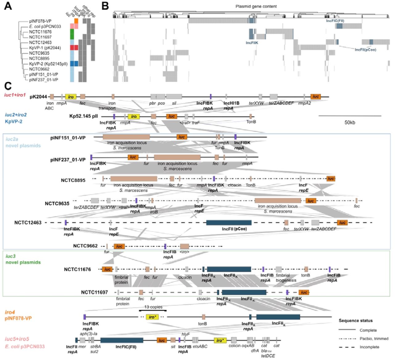 Plasmid variants associated with different iro and/or iuc lineages identified amongst K. pneumoniae.(a) Clustering of the 12 reference plasmids based on gene content, annotated with presence of iuc and iro lineages (coloured as in panel b, and Figure 1c), rmpA, IncFIBK, IncFIB, IncFII and/or other plasmid replicon types. (b) Gene content matrix for reference plasmids; columns correspond to protein-coding sequences that are >10% divergent from one another. IncFII conjugal transfer region genes are coloured blue, to highlight the divergent forms of this region and labelled with the closest IncFII type as detected by PlasmidFinder. (c) Genetic maps for the reference plasmids. The positions of key loci involved in core plasmid functions (bold), virulence (iro highlighted in yellow, iuc in dark orange and other loci involved in iron acquisition/transport in light orange) and antimicrobial resistance are indicated. Grey shading indicates homology blocks sharing >60% nucleotide identity.