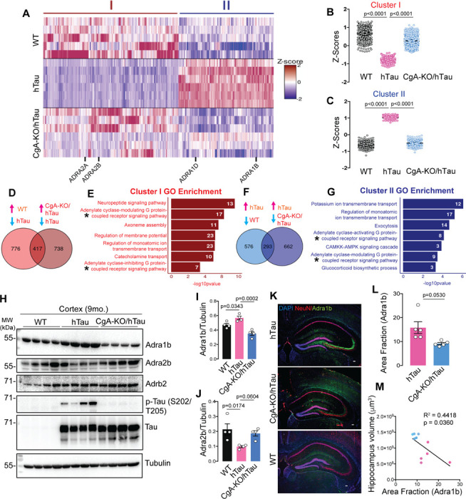 CgA deletion induces reprogramming of adrenergic receptor expression in tauopathy mice brain.A. Heatmap representation of normalized read Z-scores of shared upregulated or downregulated genes in WT (n=5) and CgA-KO/hTau (n=6) relative to hTau (n=6) (log2 fold-change > 0.5, p value < 0.01) from 9-month-old mice cortices. Adra gene family showing significant expression changes are highlighted.B. Z-score of hierarchical cluster I of WT, hTau and CgA-KO/hTau. P-value was calculated using One-way Anova (F2, 1248=163.9, P<0.0001) Sidak’s multiple comparison test.C. Z-score of hierarchical cluster II of WT, hTau and CgA-KO/hTau. P-value was calculated using One-way Anova (F2, 876=45.91, P<0.0001) Sidak’s multiple comparison test.D. Venn diagram showing number of upregulated genes as compared in two groups (WT/hTau and CgA-KO/hTau). Expression of 417 genes overlaps in hTau vs. WT and hTau vs. CgA-KO/hTau.E. Gene ontology analysis for pathways enriched in shared genes in D. Number of genes involved in each pathway are shown in the bar.F. Venn diagram showing number of downregulated genes as compared in two groups (WT/hTau and CgA-KO/hTau). Expression of 293 genes overlaps in hTau vs. WT and hTau vs. CgA-KO/hTau.G. Gene ontology analysis for pathways enriched in shared genes in E. Number of genes involved in each pathway are shown in the bar.H. Representative WB showing Adra1b, Adra2b and Adrb2 protein levels in three mouse groups, WT (n=4), hTau (n=4) and CgA-KO/hTau (n=4). Also shown are the levels of p-Tau (S202/T205), total hTau and tubulin (loading control).I. Quantitation showing relative levels of Adra1b in H. P-value was calculated using One-way Anova (F2, 9=0.07055, P=0.0004) Sidak’s multiple comparison test.J. Quantitation showing relative levels of Adra2b in H. P-value was calculated using One-way Anova (F2, 9=0.8729, P=0.0004) Sidak’s multiple comparison test.K. Representative IF images of Adra1b, NeuN and DAPI in the hippocampus slices of hTau, CgA-KO/hTau and WT mice. Scale bar = 100 mm.L. Image J Quantitation of IF images as in H showing relative levels of Adra1b in hTau and CgA-KO/hTau (n = 4/group). P-value was calculated using (Unpaired two-tailed T-test with Welch’s correction, t=2.649, df=4.293)M. Pearson correlation between Adra1b area fraction and the hippocampus volumes of hTau (red dots) and CgA-KO/hTau (blue dots) mice.