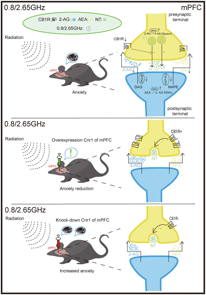 Effects of 0.8/2.65 GHz dual-frequency electromagnetic radiation (EMR) on the endocannabinoid system (ECS) in the mPFC. The anxiety-like behavior observed in mice exposed to dual-frequency EMR (0.8/2.65 GHz) is closely associated with disruptions in the ECS of the medial prefrontal cortex (mPFC). These disruptions include the downregulation of the receptor cannabinoid receptor type 1 (CB1R) and the ligands 2-arachidonoylglycerol (2-AG) and anandamide (AEA). Furthermore, Overexpression of CB1R in the mPFC significantly alleviates anxiety-like behavior in mice. In contrast, knockdown of CB1R in the mPFC exacerbates negative emotional responses. mPFC: medial prefrontal cortex. CB1R: cannabinoid receptor type 1. 2-AG, 2-arachidonoylglycerol; AEA, anandamide; DAGL-α/β, diacylglycerol lipase-α/β (synthesizes 2-AG); NAPE-PLD, N-acylphosphatidylethanolamine phospholipase D (synthesizes AEA); MAGL, monoacylglycerol lipase (degrades 2-AG); FAAH, fatty acid amide hydrolase (degrades AEA).