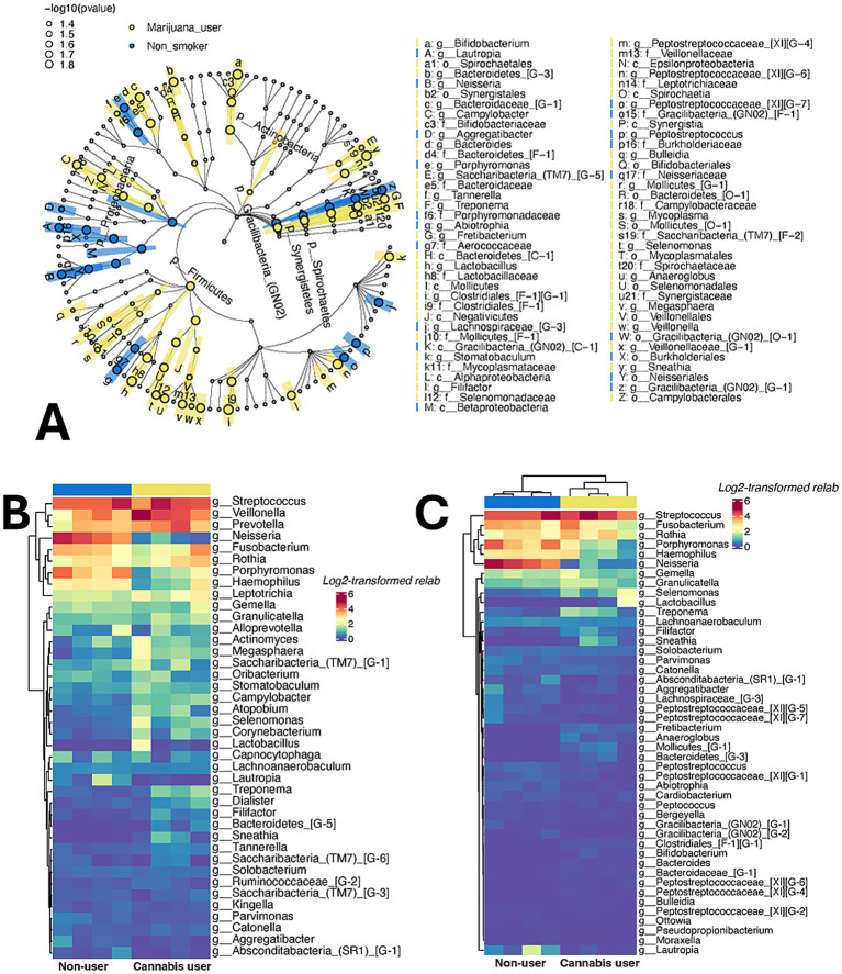 Diagram with three panels labeled A, B, and C. Panel A displays a phylogenetic tree with branches marked as marijuana users or non-smokers. Panel B shows a heat map comparing bacterial genera between non-users and cannabis users. Panel C features another heat map with similar comparisons. Both heat maps use a color gradient to indicate log2-transformed relative abundance, ranging from blue to red.