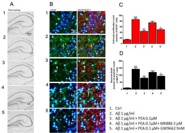 PEA decreases astrocyte activation in organotypic cultures of rat hippocampi and rescues neuronal CA3 damage caused by Aβ challenge. Aβ-challenged (1 μg/ml) slices of rat hippocampi were treated for 24 hours with PEA (0.1 μM) in the presence of the selective PPARγ antagonist (GW9662, 9 nM) or the selective PPARα antagonist (MK886, 3 μM). (A) Nissl staining showing the effect of treatment on the morphology of organotypic hippocampal slices. Scale bar: 80 μm. Aβ caused a marked neuronal loss, mainly in the CA3 region of hippocampus, as highlighted by arrows. PEA was able to reverse this effect. (B) Representative photomicrographs of the CA3 region showing the results of immunofluorescence experiments aimed at investigating the effect of treatments on astrocyte activation and neuronal loss, as determined by immunostaining for GFAP (green) and MAP2 (red) alone or merged, respectively. Nuclei were stained with Hoechst (blue). Scale bar: 10 μm. Arrows in the photomicrographs indicate astrocyte infiltration events and apoptotic condensation in the nuclei of adjacent neurons. (C) Relative quantification of GFAP-positive cell number as a count of astrocyte proliferation. (D) Apoptotic events detected on MAP2-expressing cells as an indication of neuronal death. For (C) and (D), the average value was determined by counting cells in at least five microscopic fields for each treatment. Results are presented as means ± SEM of four separate experiments. At least four slices from each experimental group were observed for each experiment. Statistical analysis was performed using parametric one-way analysis of variance, and multiple comparisons were performed using the Bonferroni test. ***P < 0.001 and *P < 0.05 vs. control; ∘∘P < 0.01 and ∘P < 0.05 vs. Aβ-challenge slices.