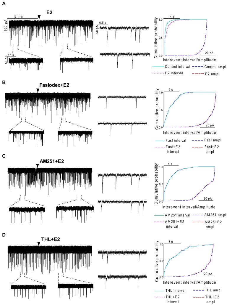 Effect of E2 on the miniature postsynaptic currents (mPSCs) of GnRH neurons in the presence of non-selective estrogen receptor (ER) antagonist and endocannabinoid receptor/synthesis blockers. (A) E2 decreased the frequency of the mPSCs with no change in the average amplitude of them. One-minute-long periods of the recording before and after application of E2 are illustrated under the recording. Cumulative probability plot presents reduction in the interevent intervals, but not in amplitude in the case of the effect of E2 alone on the mPSCs. (B) Pretreatment of the brain slice with the non-selective ER antagonist Faslodex (1 μM, 10 min) inhibited the action of E2 on the mPSCs. (C) Effect of E2 on the mPSCs was abolished by pretreatment with cannabinoid receptor type 1 (CB1) inverse agonist AM251 (1 μM, 10 min). (D) Similar inhibition was observed in case of intracellularly applied DAG lipase inhibitor THL (10 μM, 20 min). Arrowhead shows the onset of drug administration. Individual events of mPSC in the control phase (upper insets) and the treated phase (lower insets) show no change in waveform properties in any measurements (A—D). Cumulative probability plots of treatments in (B–D) graphs show no change in interevent intervals or amplitudes.