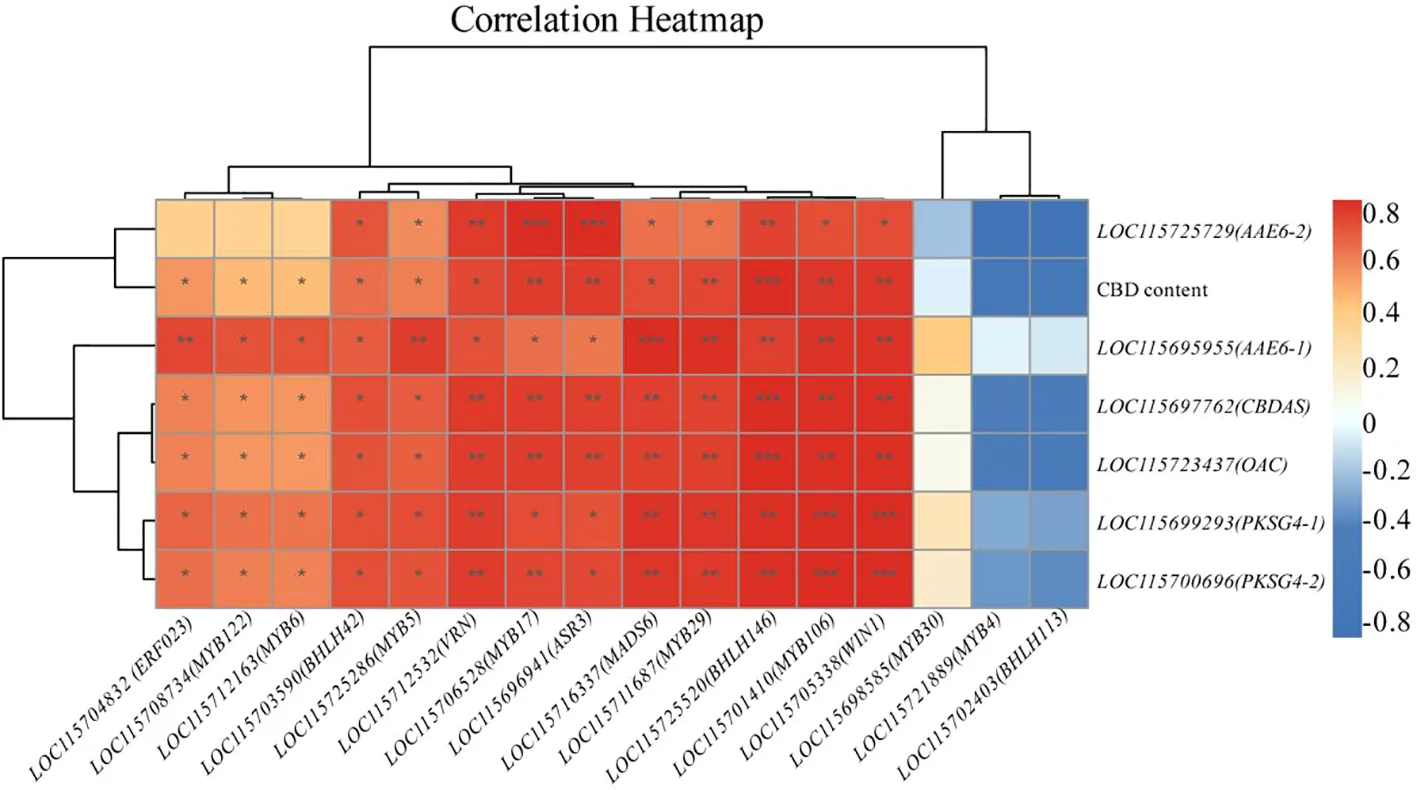 Correlation heatmap visualizing relationships among gene expression levels and CBD content, with hierarchical clustering on rows and columns, red indicating positive correlations up to zero point eight, blue indicating negative correlations down to negative zero point eight, and labeled axes displaying gene names and CBD content.