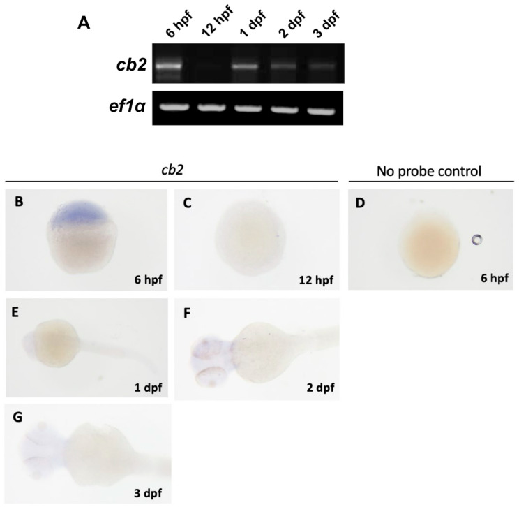 Expression analysis of cb2 by RT-PCR and in situ hybridization in zebrafish. (A) RT-PCR showing temporal expression of cb2 and ef1α at 6, 12 hpf, 1, 2, and 3 dpf. (B) In situ hybridization detected cb2 expression at 6 hpf, (C) whereas no signal was observed at 12 hpf. (D) No-probe control at 6 hpf confirmed absence of non-specific staining. (E–G) Expression remained undetectable from 1 to 3 dpf in all examined tissues. This image is reproduced with permission from Refs. [23,24], 2022 S. Karger AG, Basel.