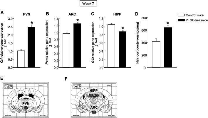 Relative gene expression analyses of corticotropin releasing factor (Crf) in the paraventricular nucleus (PVN) (A), proopiomelanocortin (Pomc) in the arcuate nucleus (ARC) (B), and glucocorticoid receptor (GCr) in the hippocampus (HIPP) (C) by real time PCR. Quantification of hair corticosterone (pg/mg) (D) by Enzyme-Linked ImmunoSorbent Assay (ELISA). Columns represent the mean and vertical lines ± SEM of 2-∆∆C. *, Values from PTSD-like mice that are significantly different from control mice (Student’s t-test, p < 0.001). Mice exposed to the PTSD-like model: N = 8; control mice: N = 8. (E,F) Representative images from Paxinos and Franklin’s mouse brain atlas including the selected coronal sections to microdissect the regions of interest.