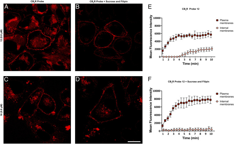 Endocytosis blocking studies using super-resolution confocal microscopy in hCB2R-CHO cells. Cells were stained for 10 min with 12 (A) or 16 (C). In order to minimize endocytosis, hCB2R-CHO cells were pretreated for 30 min with 400 μM sucrose and 5 μg mL−1 filipin and then incubated for 10 min either with 12 (B) or 16 (D). Association curve of 12 on the plasma membrane and internal membranes of hCB2R-CHO cells without sucrose and filipin (E) and in the presence of both (F). Images are representative of three independent experiments. Scale bars, 10 μm. (E) and (F) demonstrate internal and external fluorescence over time.