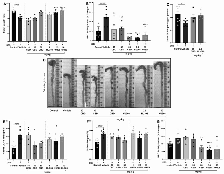 Effect of CBD and HU308 on colon length, MPO activity, GLP-1 levels, and spleen metrics in DSS-induced colitis. (A) Colon length. (B) MPO activity in the colon. (C) GLP-1 levels in colon lysates. (D) Representative images of colons. (E) Plasma GLP-1 levels. (F) Spleen to body weight percentage. (G) MPO activity in colitis spleen. Data are expressed as mean ± SEM; statistical significance was determined using one-way ANOVA followed by Dunnett’s multiple comparisons test or t-test as appropriate. * p < 0.05, ** p < 0.01, *** p < 0.001, **** p < 0.0001 vs. vehicle DSS control; # p < 0.05, #### p < 0.0001 vs. healthy normal water control.