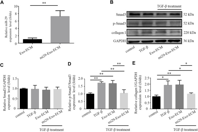 Mi29-Exo-ECM inhibited TGF-β-induced accumulation of collagen I in NIH 3T3 cells. (A) Expression level of miR-29 in mi29-Exo-ECM was determined by qRT-PCR. “Exo-ECM”: exosomes from ECM of HFF-CBD-Lamp2b cells; “mi29-Exo-ECM”: exosomes from mi29-Exo-ECM. Data are represented as mean ± SD (n = 3). Student’s t-test was performed; “**”: p < 0.01. (B) The changes of collagen I protein levels and phosphorylation levels of Smad3 were analyzed by Western blot. Relative expression levels of Smad3 (C), p-Smad3/Smad3 (D), collagen I (E) were quantified. The GAPDH was used as an internal control. “Control”: NIH 3T3 cells; “TGF-β”: TGF-β-induced NIH 3T3 cells; “Exo-ECM”: Exo-ECM treatment; “mi29-Exo-ECM”: mi29-Exo-ECM treatment; Data are represented as mean ± SD (n = 3). ANOVA was performed; “*”: p < 0.05; “**”: p < 0.01.