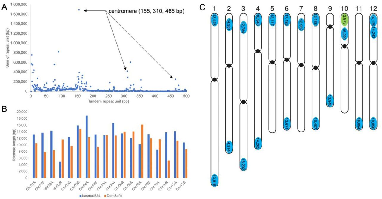 Long read assemblies enable the estimation of telomere length by chromosome in Oryza sativa (rice).A) Telomere and centromere arrays identified using tandem repeat finder (TRF) in the basmati334 genome assembly and plotted by summed length. The telomere is part of the 7 bp repeat cluster, while the active centromere is at 155 bp with higher order repeats (HOR) at 310 and 465 bp. B) Comparison of telomere length between the basmati334 (blue) and Dom Sufid (orange) genome assemblies. C) Basmati334 chromosomes with the 155 bp centromeres (black circles), terminal telomeres (blue circles; >80% identity) and internal telomere sequence (green circles; <80% identity).