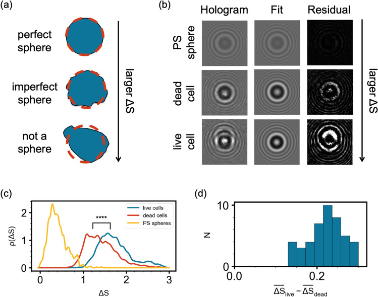 (a) Schematic of particles with increasing deviation from symmetry top to bottom. The orange dotted circle represents the estimated sphere that most closely approximates the given particle. (b) Holograms, fits to Lorenz–Mie theory, and residuals (left to right, respectively) of a polystyrene sphere, a dead yeast cell, and a live yeast cell (top to bottom, respectively). (c) Probability density distributions of deviation from symmetry, ΔS, of 1.54μm polystyrene spheres (in yellow), dead yeast cells (in orange), and live yeast cells (in cyan). (d) A histogram of differences between the means of ΔS of live and dead yeast cells for 45 sample measurements.