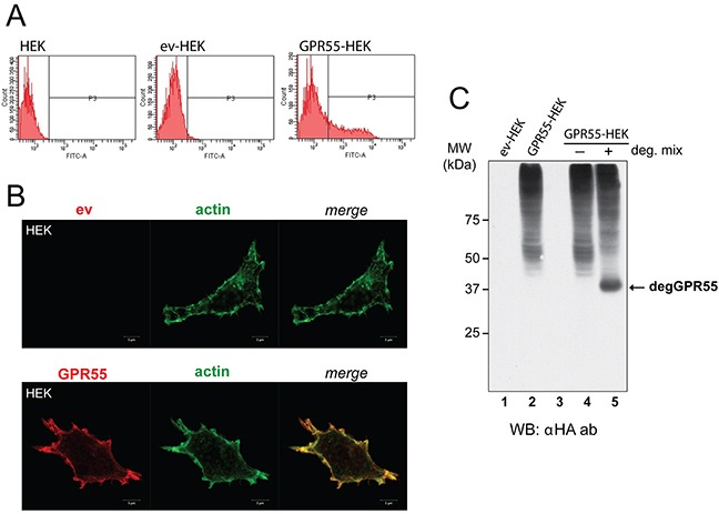 Characterization of cells overexpressing GPR55 as phage-display baitA. FACS analysis with anti-HA antibody of HEK293 cells untransfected (HEK) or transfected with the empty vector (ev-HEK), or HA-GPR55-expressing vector (GPR55-HEK). B. Representative images by confocal microscopy of ev-HEK and GPR55-HEK stained with anti-HA antibody and a secondary Alexa488-tagged anti-mouse antibody (red) for GPR55 staining, and Alexa546-phalloidin for filamentous actin (green). The two channels and their merge are shown. Scale bar: 5 μm. C. Membranes from ev-HEK (lane 1) or GPR55-HEK (lane 2) were left untreated or treated at 37°C without (−, lane 4) or with (+, lane 5) deglycosylating enzymes (deg. mix), and then analyzed by Western blotting with an anti-HA antibody (αHA ab). Lane 3 was left empty. MW, molecular weight standards. degGPR55, deglycosylated GPR55.