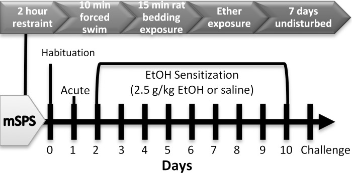 The above timeline of events summarizes the mSPS and EtOH sensitization paradigms.