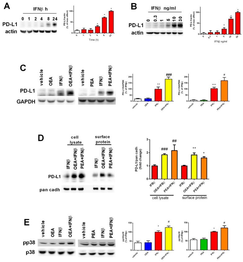Involvement of PD-L1 and p38 MAPK in the effects of OEA, PEA, and IFNβ treatment on SH-SY5Y cells. Cells were treated with IFNβ for different lengths of times (A) and at different concentrations (B) to assess the effect of time and dose exposure to IFNβ on the levels of the programmed death-ligand 1 (PD-L1). * p < 0.05 versus vehicle. The values are expressed as percentage of IFNβ and are represented as the mean ± SEM of four independent experiments (A,B). Cells were treated as mentioned in Figure 3A and cell lysates were analyzed for PD-L1. The values are expressed as percentage of IFNβ. ** p < 0.01 and *** p < 0.001 versus vehicle; # p < 0.05 and ### p < 0.001 versus IFNβ. The results are represented as the mean ± SEM of four independent experiments (C). Cells were treated as reported in Figure 3A. The total cell extract (cell lysate) and biotinylated proteins (surface protein) were analyzed for PD-L1 by Western blot. The levels of PD-L1 in whole cell lysate and cell surface were normalized to pan cadherin (pan cadh), a plasma membrane marker. * p < 0.05 and ** p < 0.01 in surface protein versus IFNβ; ## p < 0.01 and ### p < 0.001 in the cell lysate versus IFNβ. Values are represented as the mean ± SEM of three independent experiments (D). Cells were treated as in Figure 3A, and cell lysates were analyzed for the phosphorylated and total p38 protein. * p < 0.05 versus vehicle; # p < 0.05 versus IFNβ (E).