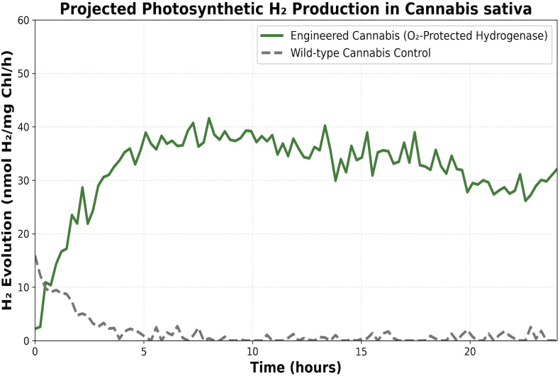 Line graph showing projected photosynthetic hydrogen production in Cannabis sativa over 24 hours. Engineered cannabis (solid green line) maintains substantially higher H₂ evolution than wild-type control (dashed black line), peaking near 40 nmol H₂/mg Chl/h.