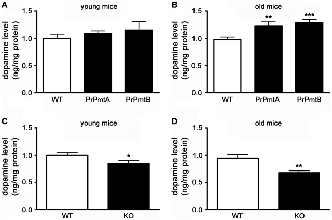 DA levels in striatal homogenates correlate to SNCA expression level.Bar graphs illustrating the dopamine levels in both A53T-SNCA overexpressing mouse lines (PrPmtA and PrPmtB), the alpha-synuclein-deficient line (KO) and corresponding wild-type (WT) animals analyzed in striatal tissue homogenates via HPLC. Increases of striatal dopamine (DA) levels were observed in young animals as a trend (A) and in old animals with high significance (B) for both A53T-SNCA overexpressing mouse lines. Correspondingly, in the SNCA-deficient (KO) mice, a smaller decrease of striatal DA levels was observed in young animals (C) which progressed in old KO animals (D). Statistical significance is reflected via asterisks (* p<0.05; ** p<0.01; *** p<0.001).