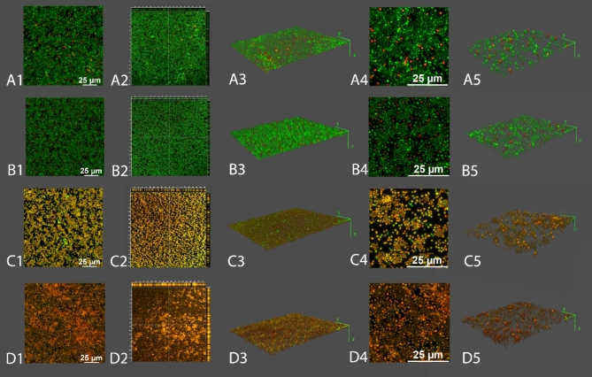 Images of LIVE-DEAD staining for the biofilm of A. baumannii RUH134 treated with MLE-15 (2×MIC), reline (2×MIC) or the combination of MLE-15 (1×MIC) and reline (sub-MIC, 4.5% v/v). The 0.85% saline was used as a control. Representative images of the control (A), MLE-15 (B), reline (C), and combination of MLE-15 with reline (D). A1, B1, C1, and D1 are maximum intensity projections taken from z-stacks. A2, B2, C2, and D2 are orthogonal sections displayed at 40× magnification. A3, B3, C3, and D3 are 3D reconstructions from A1, B1, C1, and D1, respectively. A4, B4, C4, and D4 are magnifications from A1, B1, C1, and D1, respectively. A5, B5, C5, and D5 are 3D reconstructions from A4, B4, C4, and D4, respectively. The orthogonal sections are displayed using LAS X software (https://www.leica-microsystems.com/products/microscope-software/p/leica-las-x-ls/). Three-dimensional reconstructions were made using the FIJI (ImageJ™) 3D Viewer plugin displayed as volume (https://imagej.net/ij/index.html).