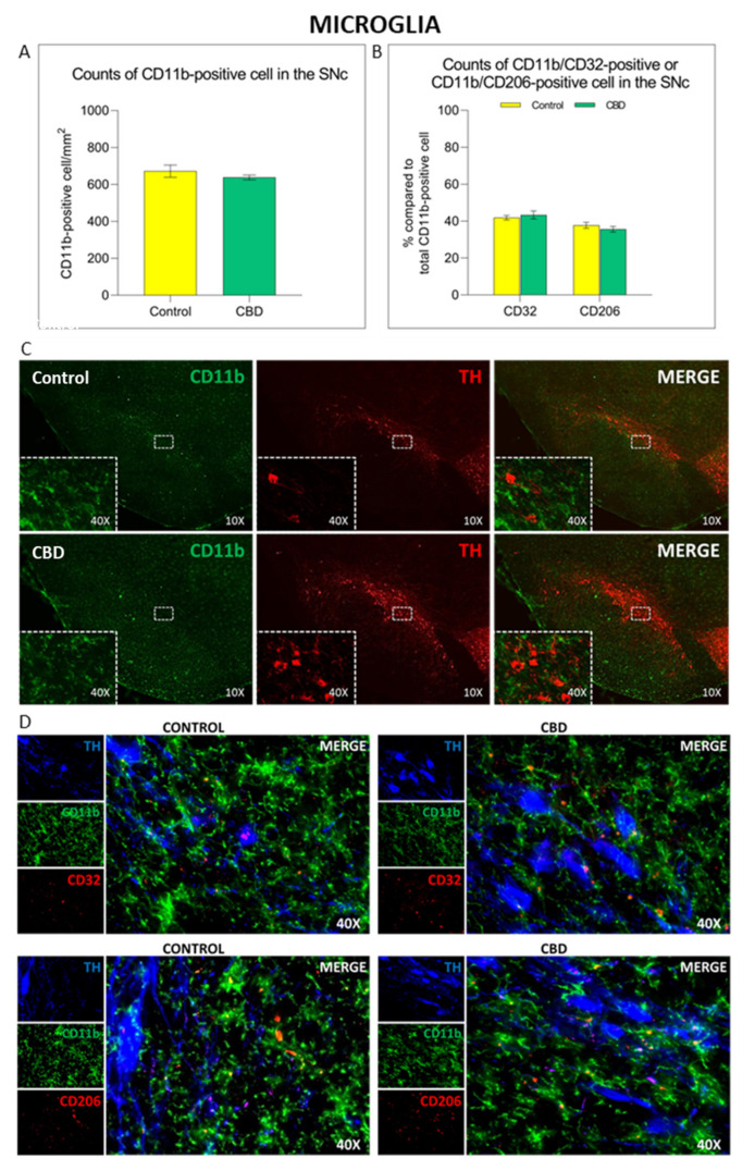 Immunomodulatory effect of chronic treatment with CBD on microglia activation and polarization in the SNc. Com-parison of (A) CD11b+ cell density and (B) microglia polarization state in the SNc in both experimental groups. (C,D) Representative images of the microglia activation and polarization in the SNc in both experimental groups. The results are expressed as mean ± SEM. N = 6 to 8 in each group.