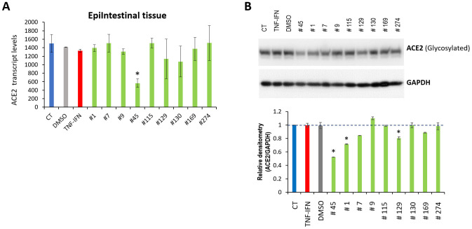 Effects of novel C. sativa extracts on the levels of ACE2 in the EpiIntestinal tissue models upon induction of inflammation by treatment with TNFα/IFNγ. (A) Total RNA was isolated from 3D EpiItestinal tissues and subjected to RNA-Seq analysis as described in the “Methods”. The levels of ACE2 gene expression is presented as an average (with SD) from two samples. * - Statistically significant, ANOVA-like analysis and pair-wise comparison, as per Materials and Methods. (B) Two tissue samples were used per treatment group. Whole lysates prepared from EpiIntestinal tissues were subjected to Western blotting using antibody against ACE2 as described in the “Methods”. The relative densitometry is presented as an average (with SD) from three technical repeat measurements. * - p<0.05, Student’s t-test.