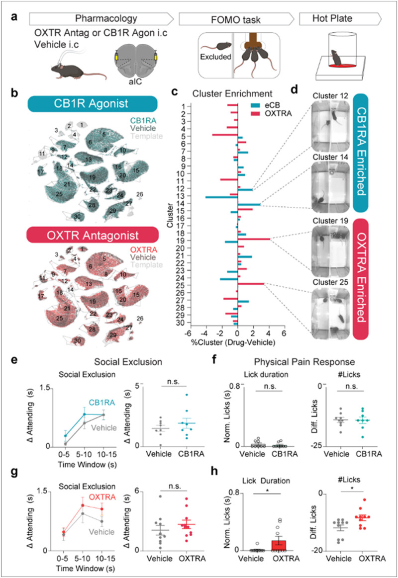 Intra-aIC pharmacology reveals the casual role of oxytocin in support of the chemical convergence model for social and physical pain overlap.a, Schematic of intracranial injection of L-368,899 oxytocin receptor antagonist and WIN55.212-2 cannabinoid receptor agonist into the aIC. Mice are run 10 minutes post-injection through Social Exclusion, and subsequently, the hot plate. b, UMAP plots depicting the amount of frames that belong to each cluster in conditions: (top) OXTRA and Vehicle or (bottom) CB1RA and Vehicle c, Enrichment of behavioral frames for each cluster. Bars are obtained by %Drug frames in cluster - %Vehicle frames in cluster. d, Example frames of clusters that are enriched after OXTRA or CB1RA administration. e, “Attending” behavior between CB1RA and vehicle controls. There is no difference in “Attending” behavior. Normalized time spent “Attending” was calculated throughout the entire 15 second trial, (n = 8 vehicle, n = 8 CB1RA, two-tailed unpaired t-test, p = 0.39, t14 = 0.89. f, (Left) Normalized lick duration during CB1RA pharmacology experiments, (n = 16, two-tailed unpaired t-test p = 0.48, t14 = 0.72) (Right) Hot plate difference lick score between CB1RA and Vehicle controls, (n = 16, two-tailed unpaired t-test p = 0.94, t14 = 0.07). g, “Attending” behavior between OXTRA and vehicle controls. There is no difference in “Attending” behavior. Normalized time spent “Attending” was calculated throughout the entire 15 second trial, (n = 10 vehicle, n = 10 OXTRA, two-tailed unpaired t-test, p = 0.37, t18 = 0.92). h, (Left) Normalized lick duration during OXTRA pharmacology experiments after Social Exclusion, Lick duration is increased with OXTRA injection. Oxytocin antagonism increases social exclusion-induced pain (two-tailed unpaired t-test *p = 0.045, t18 = 2.16) (Right) hot plate difference lick score between OXTRA and vehicle controls. Normalized licks are increased with OXTRA injection, (n = 20, two-tailed unpaired t-test, *p = 0.023, t18 = 2.49). Error bars and solid shaded regions around the mean indicates s.e.m.