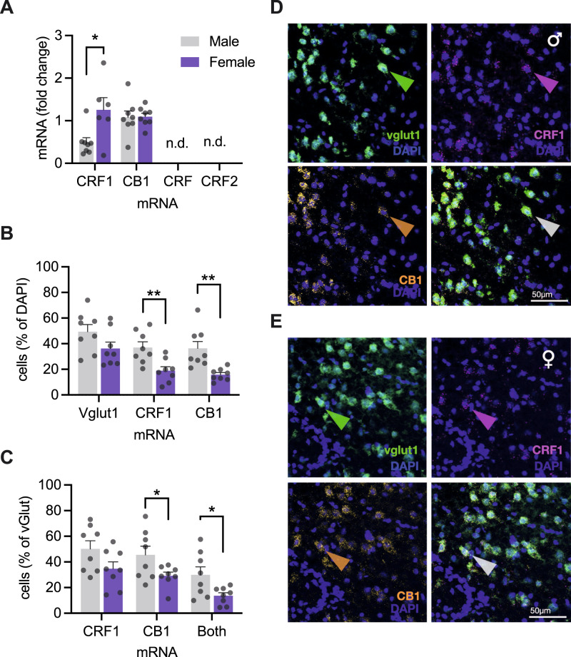 Cellular distribution of CRF1 and CB1 receptor mRNA in the insular cortex.A qPCR analysis of relative mRNA expression revealed greater CRF1 mRNA in females compared to males t(12) = 2.728, P = 0.183, and equal CB1 mRNA across sexes t(14) = 0.090, P = 0.929. B RNAScope was performed for CRF1, CB1, and vglut1 mRNAs. Fluorescent grains were counted in the left and right hemispheres of the posterior insular cortex. The total number of cells was determined by counting DAPI nuclei in each hemisphere. Nuclei containing 3 or more fluorescent grains were considered mRNA expressing cells and shown as the % of the total cells. The number of vglut1 cells was equal between sexes, but the portion of cells expressing CRF1 FSex(1, 14) = 11.19, P = 0.005, or CB1, FSex(1, 14) = 13.07, P = 0.003, mRNA was approximately double in males compared to females. C Looking at expression of CRF1 and CB1 mRNA in vglut1 cells, shown as a percent of the total vglut1 cells per hemisphere, male rat sections contained more CB1 mRNA expressing vglut cells, and more vglut cells expressing both CB1 and CRF1 mRNA, FSex(1, 14) = 4.489, P = 0.044). The number of vglut cells expressing CRF1 mRNA was greater on average in males than females, but did not reach significance FSex(1, 14) = 3.944, P = 0.067. In males, there were more vglut cells colocalized with both CRF1 and CB1, FSex(1, 14) = 6.576, P = 0.023. D, E Representative digital photomicrographs of RNAScope in situ hybridization and fluorescent visualization of DAPI and vesicular glutamate transporter 1 (vglut1), CRF1 (crhr1), and CB1 (cn1r) mRNA from male (A) and female (rats) insular cortex coronal sections (20 um, n = 8/sex). Sections were selected from subjects nearest to the mean values for CRF1 + DAPI colabeling. Colored arrowheads indicate cells with coexpression of all three mRNAs with DAPI. Bar graphs indicate mean (±SEM) with individual replicates. *P < 0.05, **P < 0.01, ***P < 0.001, ****P < 0.0001 (Sidak’s tests).