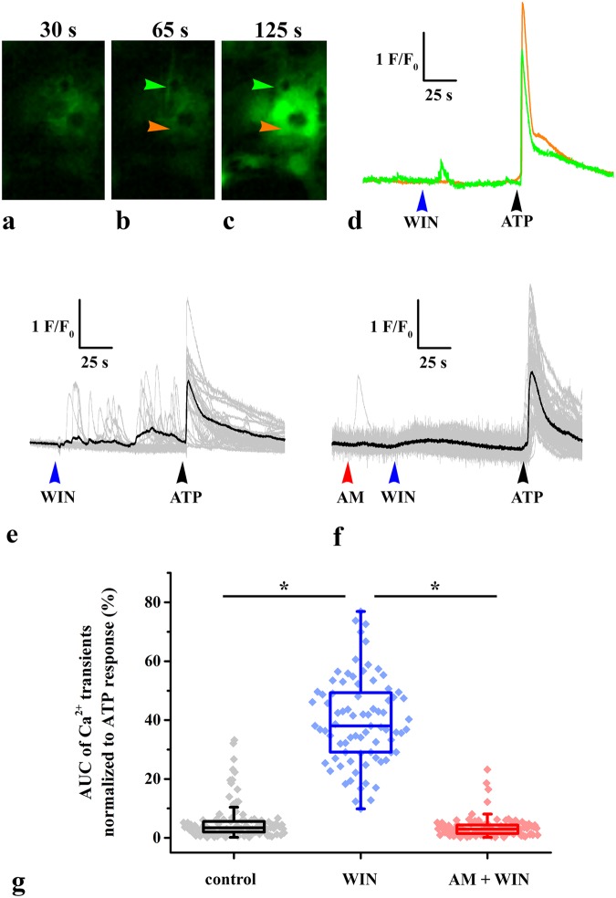 Activation of CB1-Rs evokes Ca2+ transients in the processes of cultured mouse spinal astrocytes. (a–c) Micrographs showing the fluorescence intensity of a Fluo-8 loaded astrocytic process (green arrowhead) and astrocytic cell body (orange arrowhead) before (a) and after the application of 10 µM WIN (b) and 180 µM ATP (c). (d) Graphical representation of changes in fluorescence intensities of the process (green trace) and the cell body (orange trace) which are labeled with green and orange arrowheads on (a–c) respectively, before and after the application of 10 µM WIN and 180 µM ATP. Note that both the process and cell body responded to ATP, whereas only the process showed activity following the administration of WIN. (e–f) Individual (gray) and average (black) Ca2+ transients in cultured astrocyte processes following the application of 10 µM WIN alone (e) and after a pretreatment with 5 µM AM251. In both cases, cell viability was tested by the application of 180 µM ATP. Only those processes that exhibited Ca2+ transients in response to the application of ATP were considered alive and included in the consecutive statistical analysis. (g) Box plot illustrating the area under the curve (AUC) values (normalized to ATP response) of Ca2+ transients recorded from processes of cultured astrocytes under control conditions, as well as following the administration of WIN without and with a preincubation of the cells with AM251. Asterisks indicate significant differences between AUC values of calcium transients recorded in the different experimental conditions (p = 8.81 × 10−31, control vs WIN; p < 0.001, the Mann-Whitney test provided the value of 0, WIN vs AM + WIN).