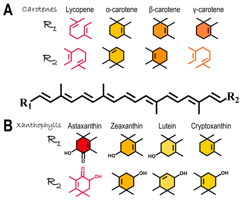 Chemical structures of the main carotenoid representatives of (A) carotenes; (B) xanthophylls.
