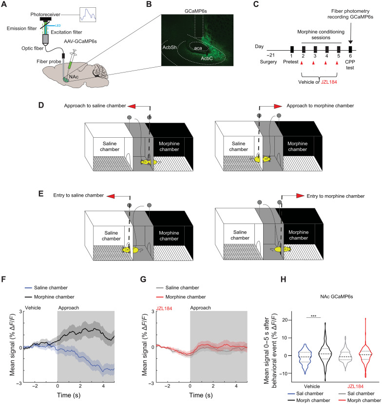 JZL184 attenuates NAc neural activity time-locked to the morphine-paired chamber.(A) Brain schematic with an optic fiber in the NAc expressing GCaMP6s and recording apparatus. (B) Representative image of GCaMP6s expression in the NAc. aca, anterior commissure; AcbC, NAc core; AcbSh, NAc shell. (C) Experimental timeline for surgery, morphine CPP, and FP recording of GCaMP6s. (D) Schematic of the CPP box depicting a mouse approaching the saline (left) or the morphine chamber (right). Dashed line represents the position in the CPP box where the FP GCaMP6s or dlight1.2 signal was time-locked to the approach behavior. (E) Schematic of the CPP box depicting a mouse entering the saline (left) or the morphine chamber (right). Dashed line represents the entry point in the saline or morphine chamber to which the FP signal was time-locked. (F and G) Average trace of NAc activity in (F) vehicle-pretreated animals time-locked to the approach of the morphine-paired (black) or the saline-paired chamber (blue) or average trace of NAc activity in (G) JZL184-pretreated animals time-locked to the approach of the morphine-paired (red) or the saline-paired chamber (gray). Gray shading indicates window used for quantification in (H). (H) Mean NAc signal during approach (0- to 5-s window) of saline- or morphine-paired chambers in vehicle or JZL184-pretreated animals. In vehicle animals, there was a significant difference in signal during approach of morphine- compared to saline-paired chambers (N = 6 mice, 96 morphine chamber approaches, 95 saline chamber approaches; linear mixed effect model ANOVA marginal test, significant effect of group F1,189 = 12.1; ***P = 0.0006). There was no difference in signal in the JZL184-pretreated animals (N = 9 mice, 166 morphine chamber approaches, 163 saline chamber approaches; linear mixed effect model—ANOVA marginal test, no effect of group F 1,327 = 0.37; P = 0.54). Error bars ± SEM (number of trials). LED, light-emitting diode.