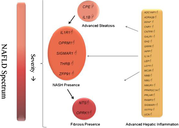 Model depicting the changes in the expression landscape in gastric tissue of obese patients with NAFLD. Differentially expressed genes (p < 0.05) are unique and non-overlapping among the cohorts analyzed. Genes showing fold up-regulation are indicated by ☝ symbol, while genes showing a fold down-regulation are indicated by ☟ symbol.