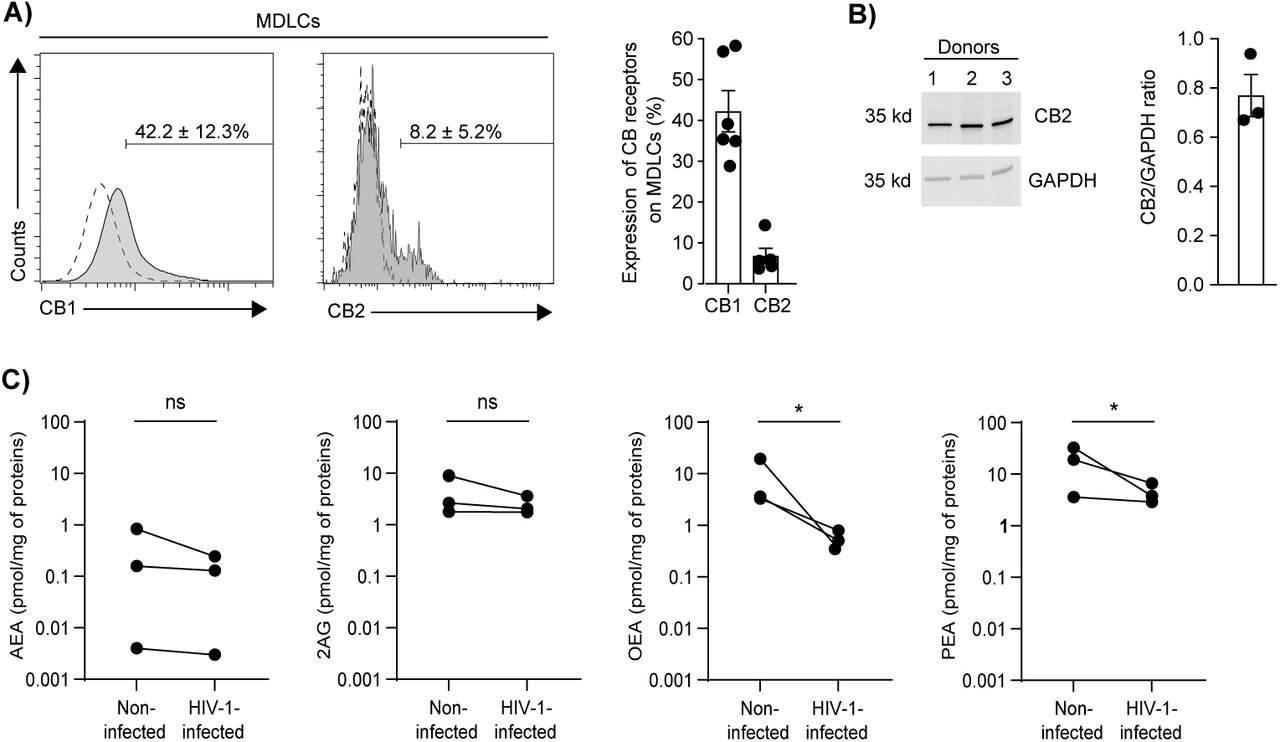 CB1 and CB2 expression and eCBs production in human LCs.(A) Representative flow cytometry overlay histograms showing CB1 and CB2 surface expression in MDLCs, gated on langerin+ cells. Numbers and graph show mean±SD percentages of CB1+ or CB2+ cells. (B) CB2 protein levels detected by WB in total cell lysates of MDLCs and quantified by densitometry. Shown is a representative blot, and graph shows mean±SD CB2/GAPDH ratios. (C) AEA, 2-AG, OEA and PEA levels evaluated by LC-MS/MS, in cell lysates of non-infected MDLCs vs. MDLCs infected with HIV-1 R5 ADA for 24h, and expressed as pmol per mg of total proteins. In all graphs, dots denote different experiments using cells prepared from different human donors; *p<0.05, Student’s t-test.