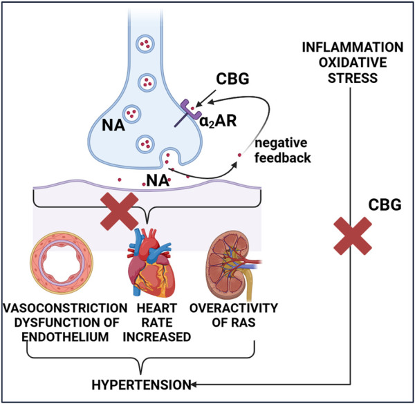 The potential antihypertensive effect of cannabigerol. Abbreviations, α2AR, alpha 2 adrenoceptor; CBG, cannabigerol; NA, noradrenaline; RAS, renin-angiotensin system. Created with BioRender.